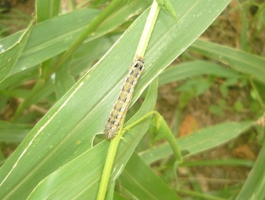 Plaga de langosta ataca pastos en Los Santos