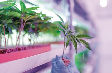 Quejas por nueva mesa técnica para  la  ley del cannabis 