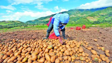 Nuevas papas en el campo