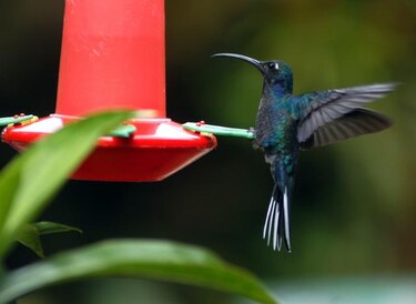 España contribuye a proteger el colibrí esmeralda en Honduras