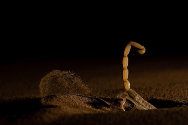 Las potentes y conmovedoras imágenes ganadoras del concurso Fotógrafo de Vida Silvestre del Año 2026