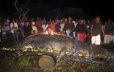 El cocodrilo 'Lolong', declarado el más grande del mundo en cautiverio