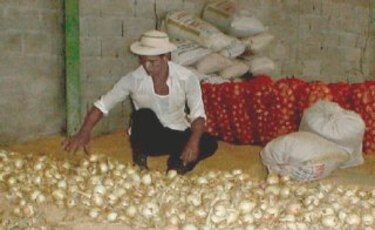 Cebolleros tendrán su planta de secado