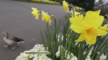 Gran Bretaña alerta de intoxicaciones por comer narcisos