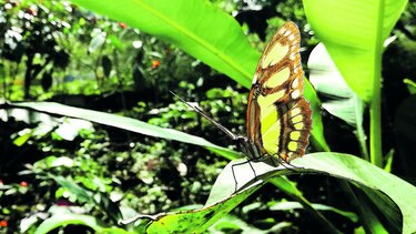 Vuelo lúdico y sostenible de la mariposa