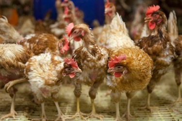 Alquilar una gallina, una moda en auge en Estados Unidos ante los cambios en el precio de los huevos