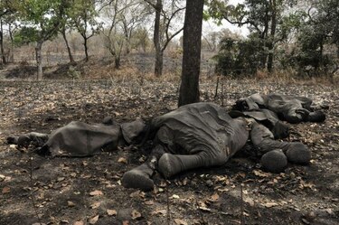 Un militar y dos cazadores furtivos de elefantes mueren en Camerún