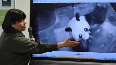 Nace panda en zoológico de Tokio, pero se teme por su salud