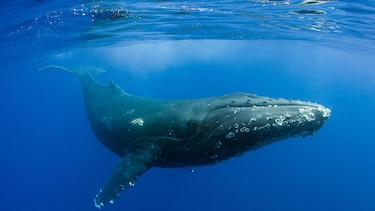 ‘Nadie había escuchado nada parecido’: el extraordinario momento en que el mundo se dio cuenta de que las ballenas cantan
