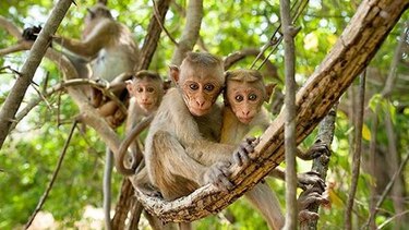 Organizan matiné con fines ecológicos