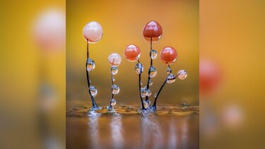 Las imágenes que muestran el microscópico y poco conocido mundo de los mohos deslizantes