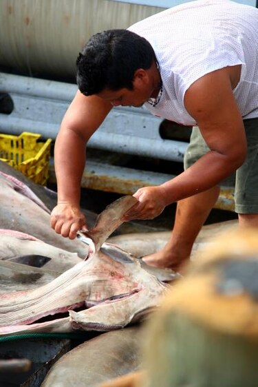 Costa Rica endurece controles a la importación de aletas de tiburón