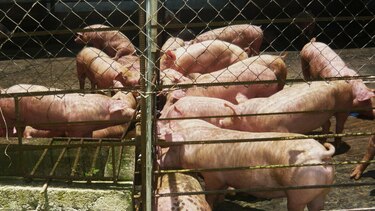 Por incumplimiento de normas ambientales investigan a 13 porquerizas