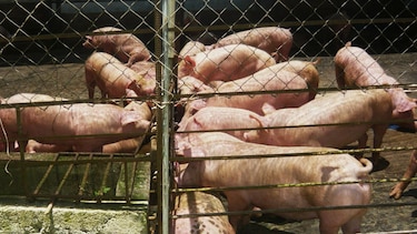 Por incumplimiento de normas ambientales investigan a 13 porquerizas