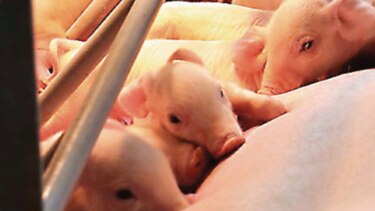 Europa Oriental no logra detener virus de la fiebre porcina