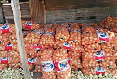 Cebolla de Coclé se suma a inventario local