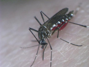Minsa: Importante eliminar criaderos de mosquito ante el virus 'chikungunya'