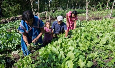 Huertos familiares para mejorar la calidad de vida en comunidades de la Comarca Ngäbe Buglé