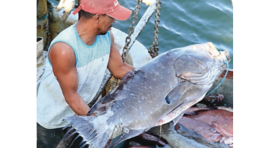 Panamá continúa lucha contra la pesca ilegal