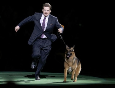 Una pastor alemán conquista al Westminster Kennel Club