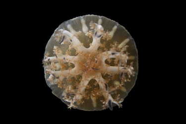 Las medusas y anémonas tiene patrones de sueños similares a los humanos