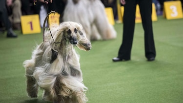 El certamen canino de Nueva York, un asunto de profesionales
