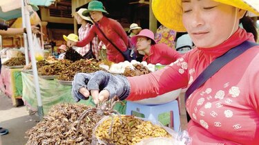Tarántulas son blanco de las sartenes en Asia