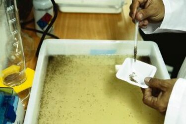 Faltan fondos para concluir experimento