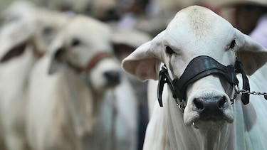 Aprueban código para envío de carne, cobia, atún y piña