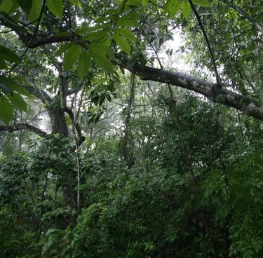 ONG debaten reformas a la legislación forestal de Panamá