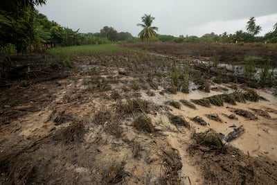 El terremoto pone a prueba la cosecha de 12 mil hectáreas de arroz y la producción de leche 
