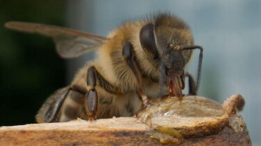 El superalimento creado por científicos de Oxford que busca salvar a las abejas de su desaparición
