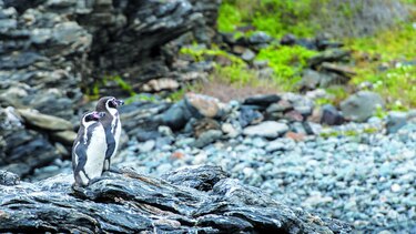 Minería versus pingüinos en Chile