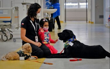 Terapia canina en hospital de Chile para niños y personal de salud agotado por la pandemia