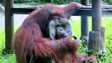 Orangután fumador crea polémica