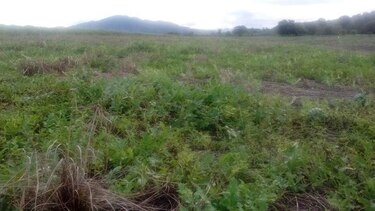 Plaga causa pérdidas por $300 mil en cultivos de sandía en Isla Cañas