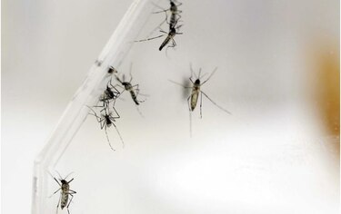 México aprueba la primera vacuna contra el dengue del mundo