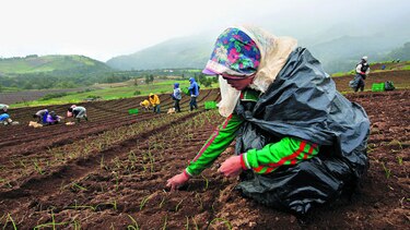 Importaciones ahogan al sector agropecuario