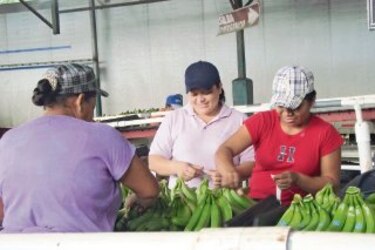 Ansiedad laboral en Bocas Fruit