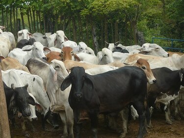 Anuncian la compra de 2 mil novillos adicionales a productores nacionales