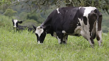 Empresa Estrella Azul anunció que retomará acopio de leche grado A