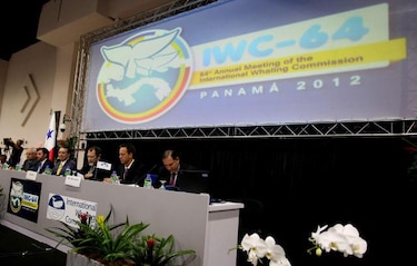 Miembro del Comité científico de la CBI defiende caza regulada de ballenas