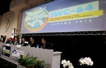 Miembro del Comité científico de la CBI defiende caza regulada de ballenas