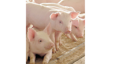 Defensores de los animales incluyen a  cerdos en  demanda 