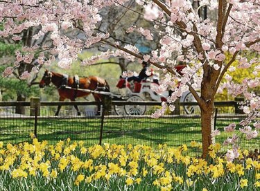 Documental muestra Central Park como oasis para de aves en Nueva York
