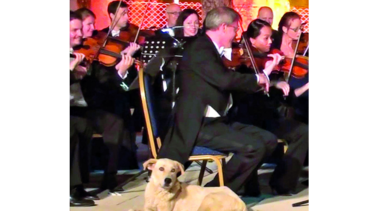Un can amante de la música clásica