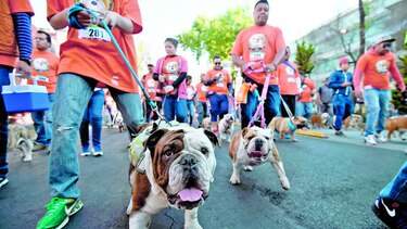 ‘Bulldogs’ desfilan en busca del Récord Guinness