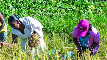 El campo tiene nombre de mujer