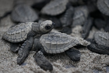 Liberan 280 bebés de tortuga lora en la playa de Punta Chame