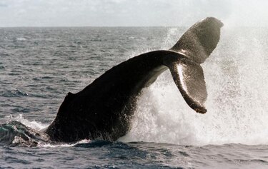 Japón retira propuesta de caza a pequeña escala de ballenas
